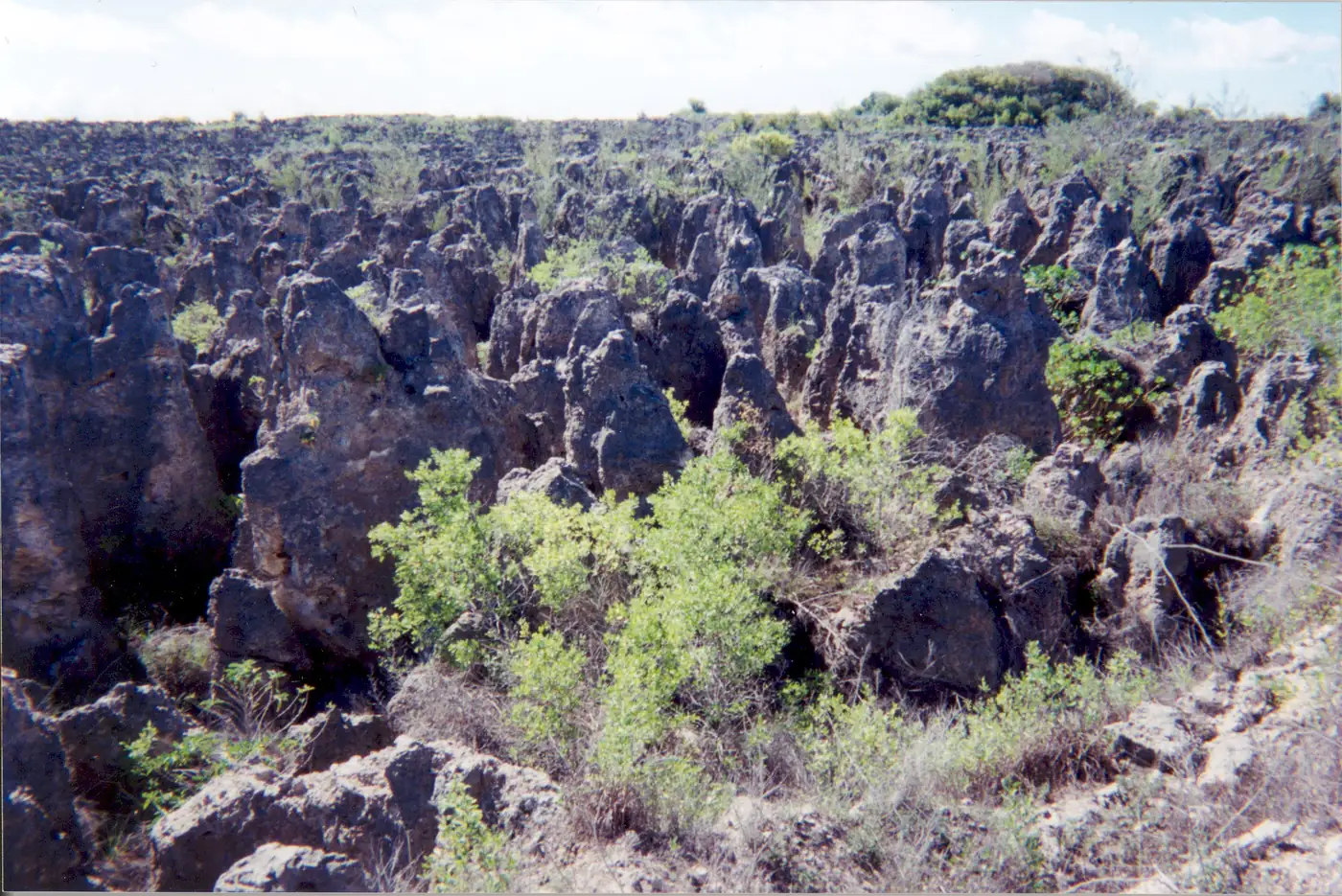 Limestone pinnacles left by phosphate mining on the central plateau of Nauru